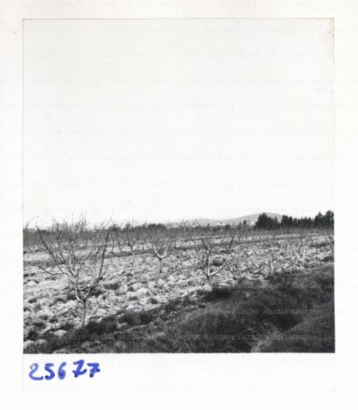ARSIAL/ARS00172F2C.jpg