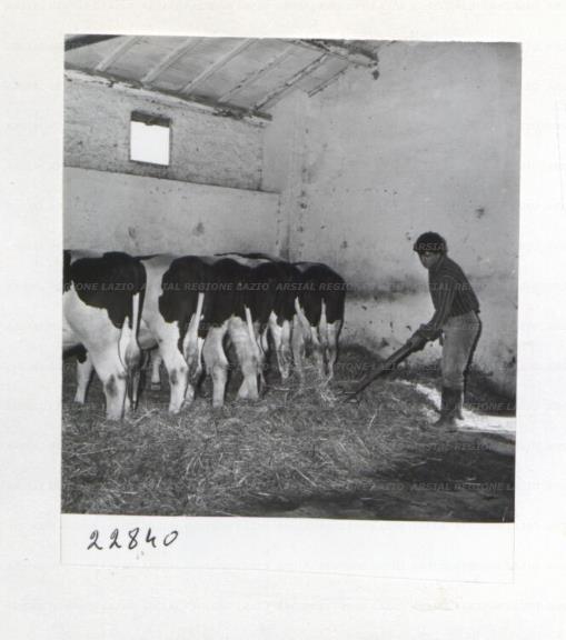 ARSIAL/ARS00172F48.jpg