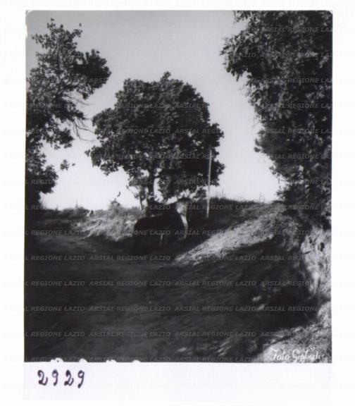 ARSIAL/ARS00172F7E.jpg