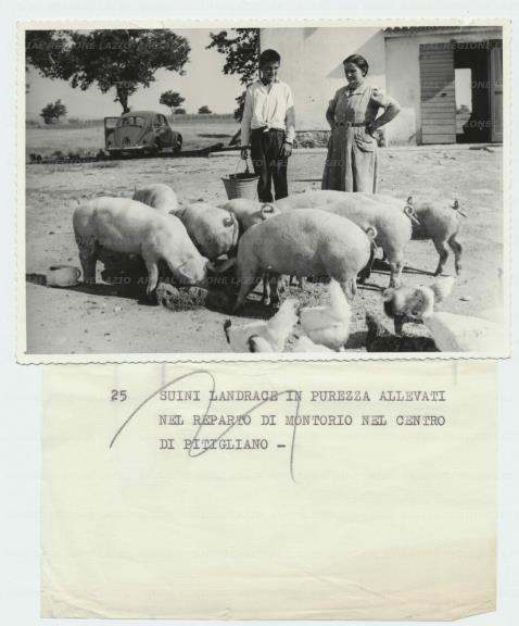 ARSIAL/ARS00173492.jpg