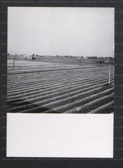 ARSIAL/ARS00173551.jpg
