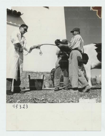 ARSIAL/ARS001735AB.jpg