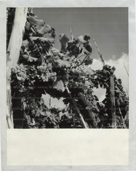 ARSIAL/ARS001735E9.jpg
