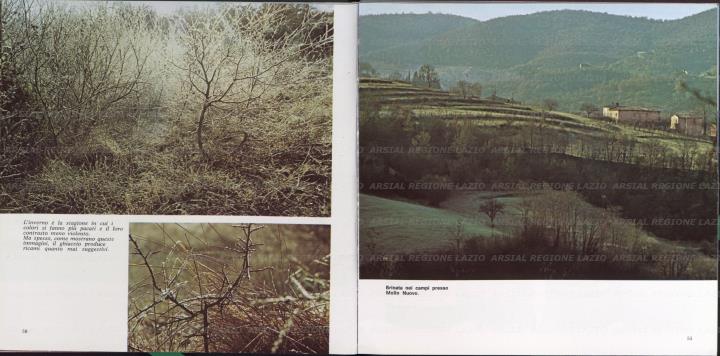 ARSIAL/ARS0017375D.jpg
