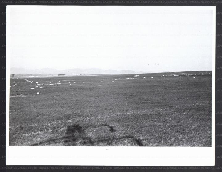 ARSIAL/ARS001738CF.jpg