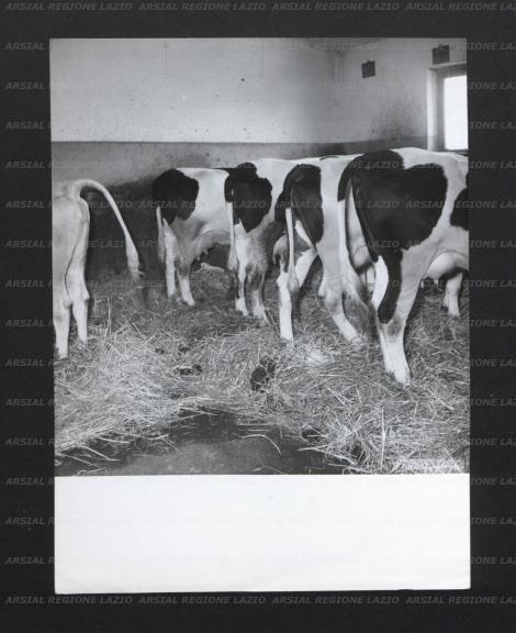 ARSIAL/ARS0017399C.jpg