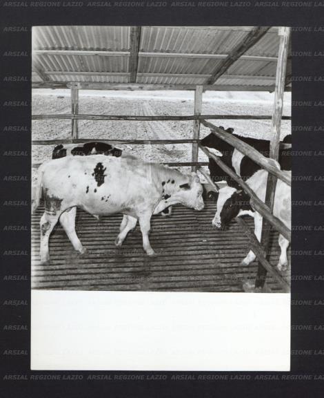 ARSIAL/ARS0017399E.jpg