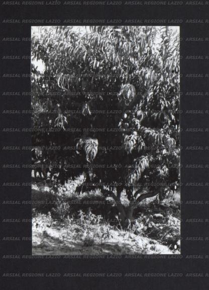 ARSIAL/ARS001739B8.jpg
