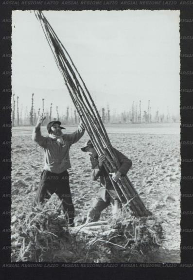 ARSIAL/ARS00173BF5.jpg