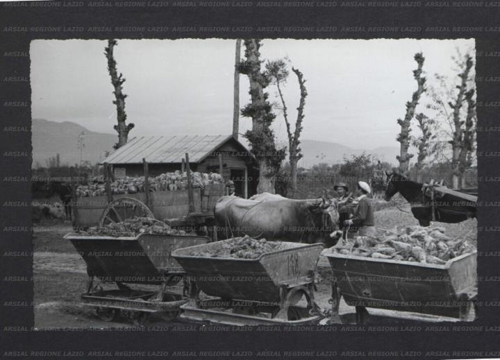 ARSIAL/ARS00173DFD.jpg