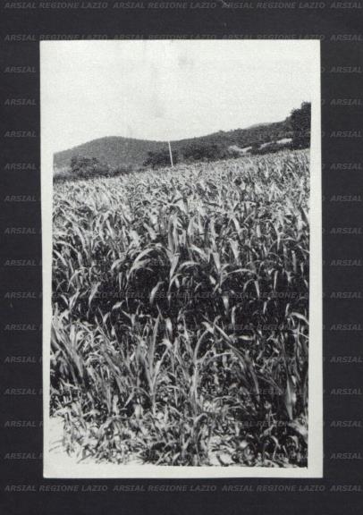 ARSIAL/ARS00173EA5.jpg