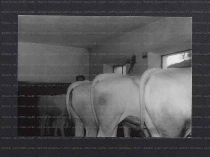 ARSIAL/ARS00173F07.jpg