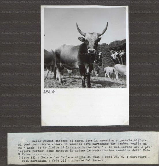 ARSIAL/ARS001742AB.jpg