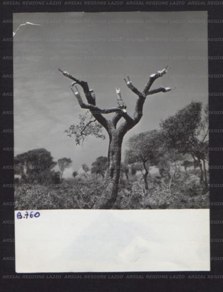 ARSIAL/ARS001742FA.jpg