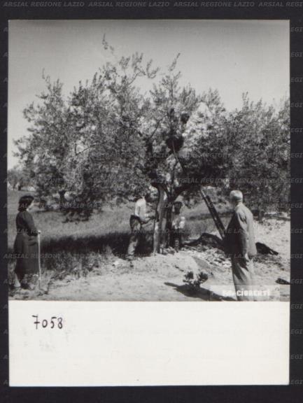 ARSIAL/ARS00174302.jpg