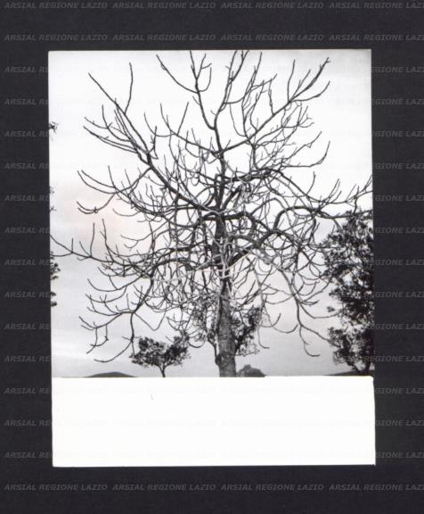 ARSIAL/ARS001743DF.jpg