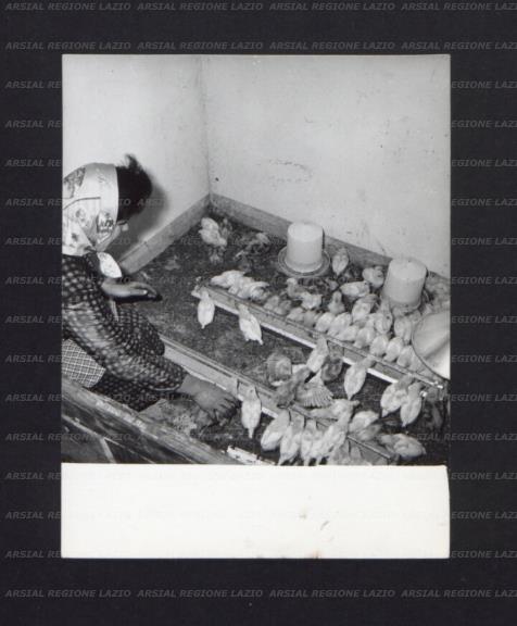 ARSIAL/ARS00174409.jpg