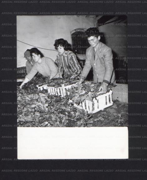 ARSIAL/ARS0017440A.jpg