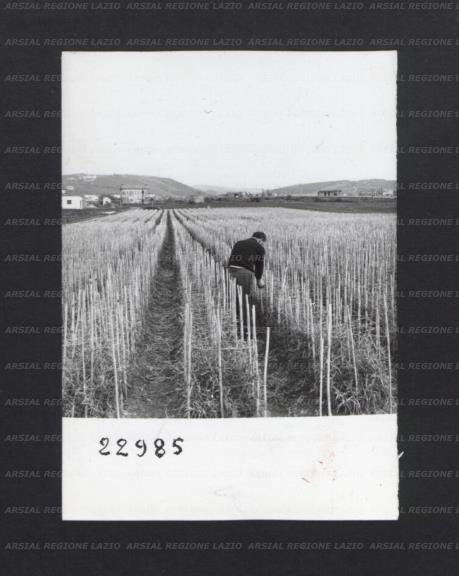 ARSIAL/ARS0017444F.jpg