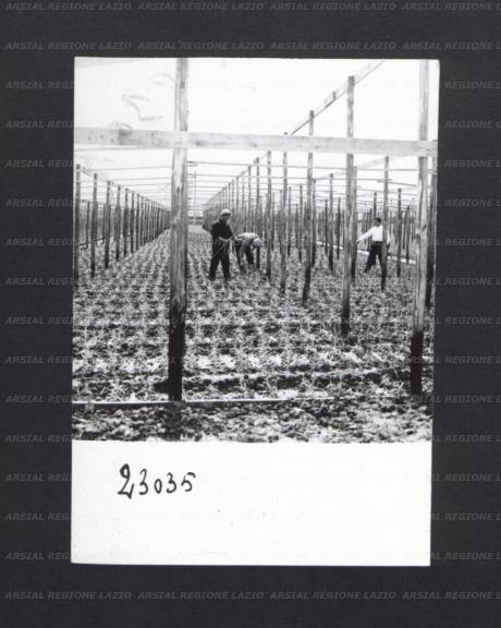 ARSIAL/ARS00174450.jpg