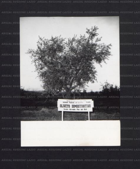 ARSIAL/ARS0017445C.jpg