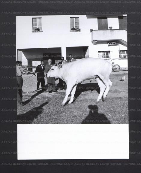 ARSIAL/ARS00174597.jpg