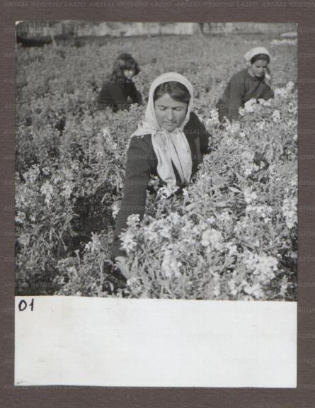ARSIAL/ARS001745D9.jpg