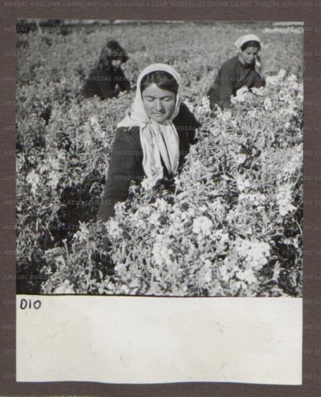 ARSIAL/ARS001745E5.jpg