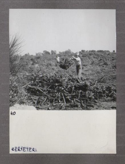 ARSIAL/ARS0017469F.jpg