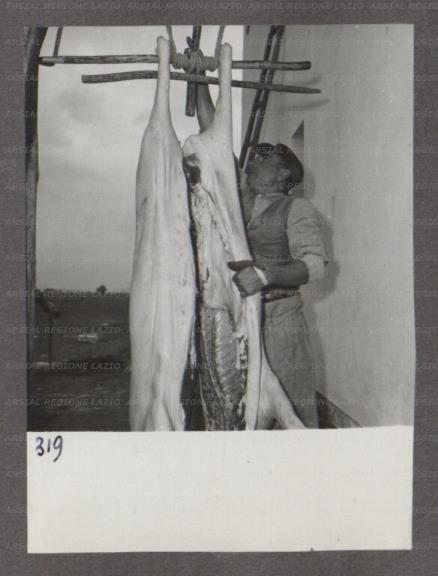 ARSIAL/ARS001746AF.jpg