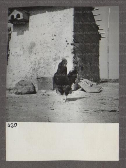 ARSIAL/ARS00174773.jpg