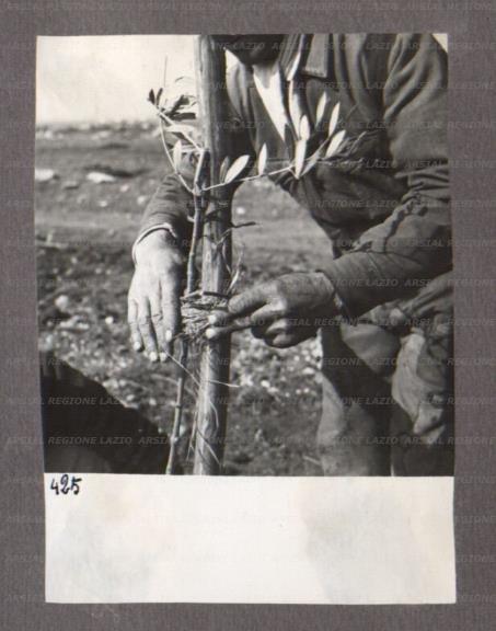 ARSIAL/ARS00174785.jpg