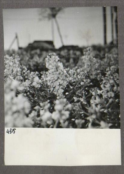 ARSIAL/ARS00174797.jpg