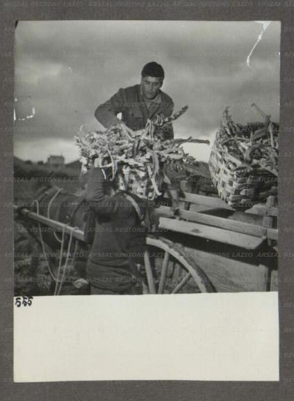 ARSIAL/ARS001747AC.jpg