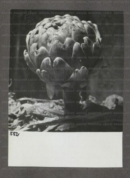 ARSIAL/ARS001747B5.jpg