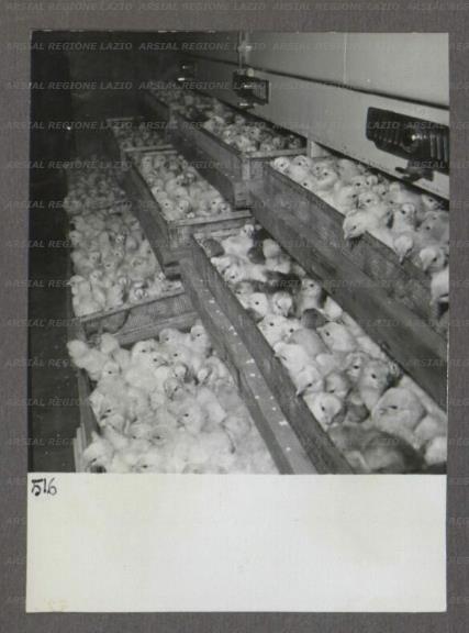 ARSIAL/ARS00174801.jpg