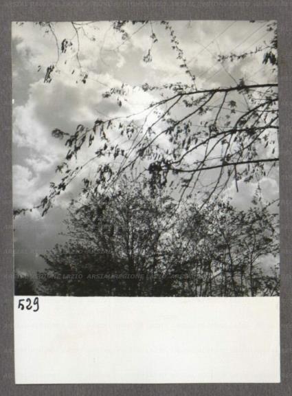 ARSIAL/ARS0017481B.jpg