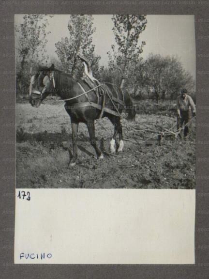 ARSIAL/ARS001748DB.jpg
