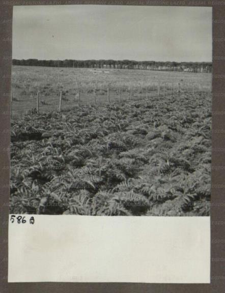 ARSIAL/ARS00174A27.jpg