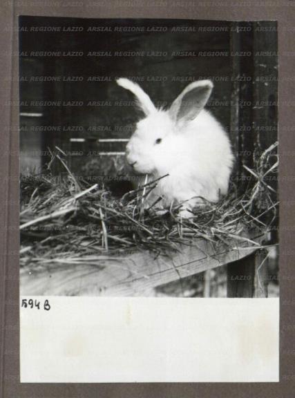 ARSIAL/ARS00174A3F.jpg
