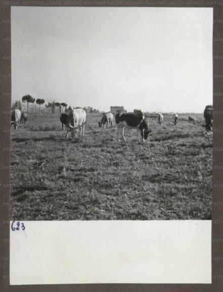 ARSIAL/ARS00174A5D.jpg