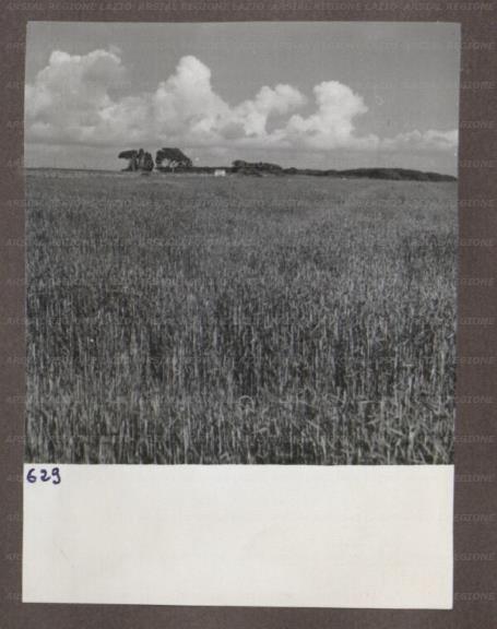 ARSIAL/ARS00174A6D.jpg