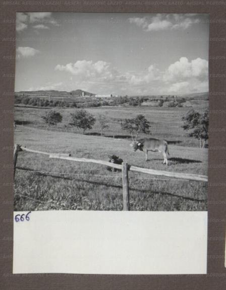 ARSIAL/ARS00174A8B.jpg