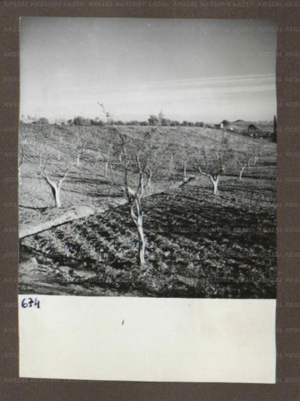 ARSIAL/ARS00174A9D.jpg