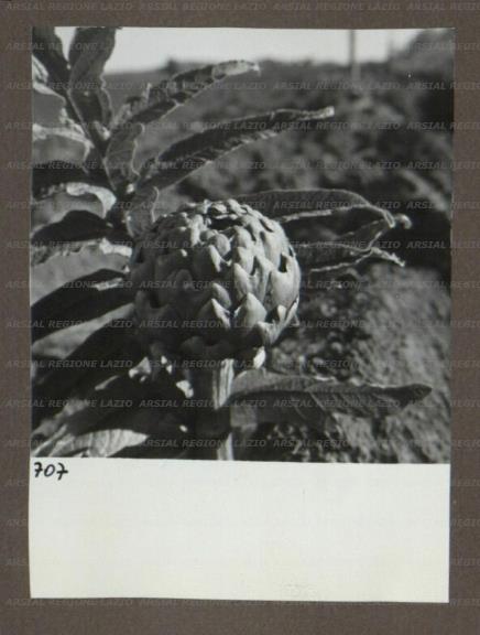 ARSIAL/ARS00174AC5.jpg