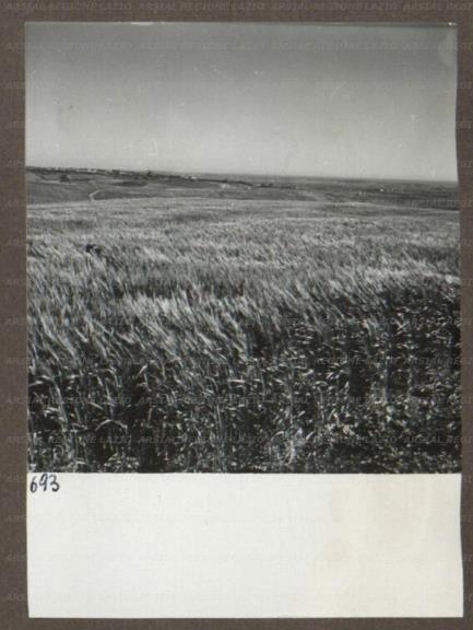 ARSIAL/ARS00174ACA.jpg