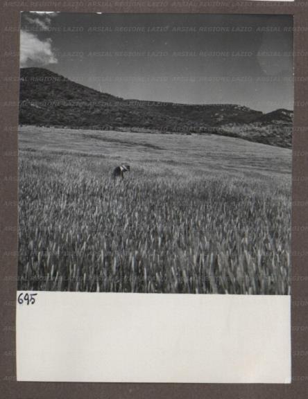 ARSIAL/ARS00174ACD.jpg