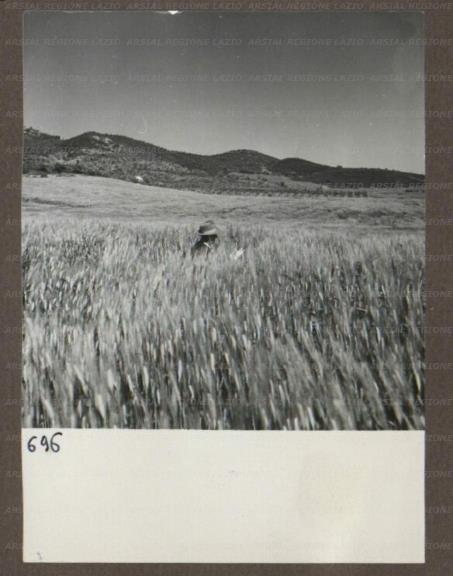 ARSIAL/ARS00174AD1.jpg