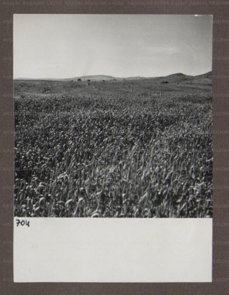 ARSIAL/ARS00174AD6.jpg