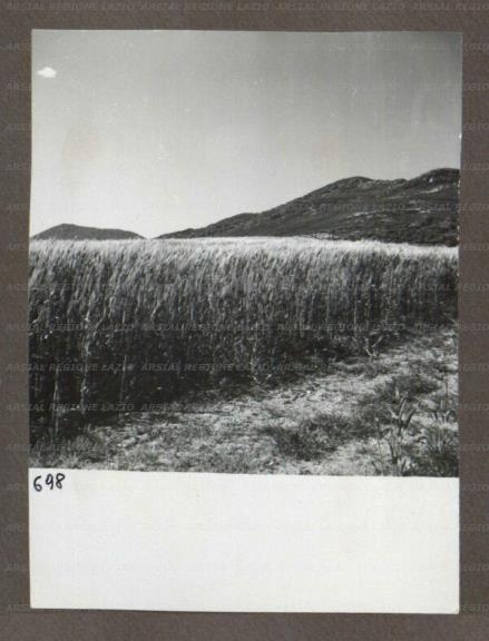 ARSIAL/ARS00174AE5.jpg